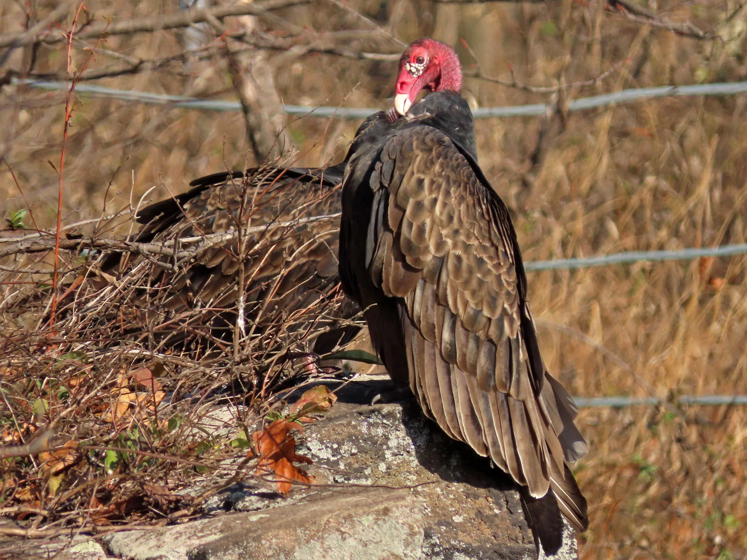 Turkey Vultures — Susan Kirby